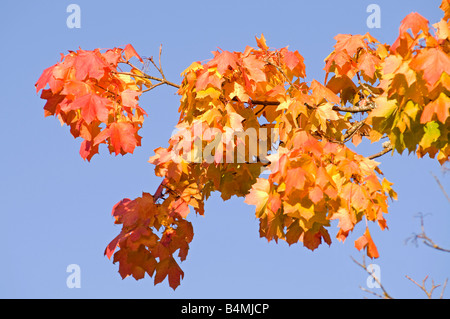 Herbst Blätter Grantown auf Spey Moray Schottland, Vereinigtes Königreich Stockfoto