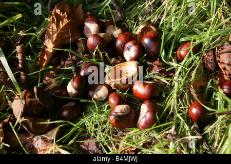 Conkers, die Frucht des Baumes Rosskastanie, Aesculus hippocastanum Stockfoto