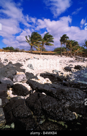 Kokos-Palmen am Strand von Koralle und Lava im Lapakahi Zustand historischer Park Kohala Küste The Big Island Hawaii Stockfoto