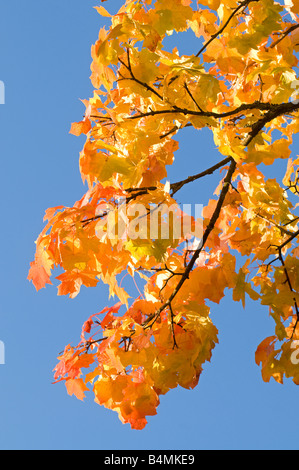 Herbst Blätter Grantown auf Spey Moray Schottland, Vereinigtes Königreich Stockfoto