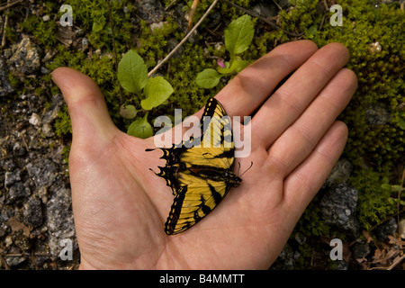 Ein toter Monarchfalter liegt Flügel flach in der Handfläche eine ausgestreckte hand Stockfoto