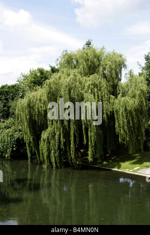 Weinende Weide, Salix Babylonica, Salicaceae an der Seite des Flusses Camb Cambridgeshire UK Stockfoto