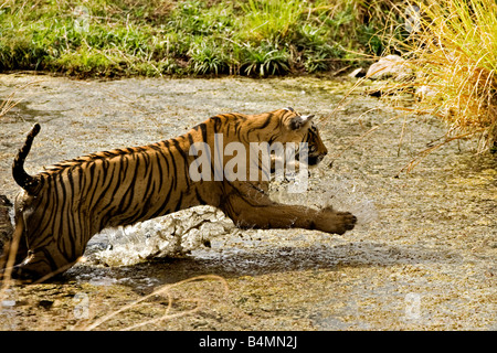 Tiger springen aus einem Wasserloch im Ranthambore Nationalpark Stockfoto