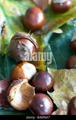 Laub und Kastanien im Herbst Stockfoto