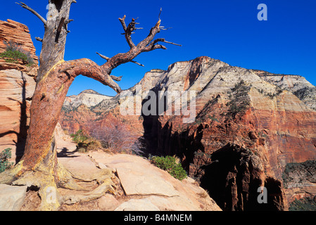 Verwitterte Pinien und Sandstein Felsen aus Engels Landing Zion National Park in Utah Stockfoto