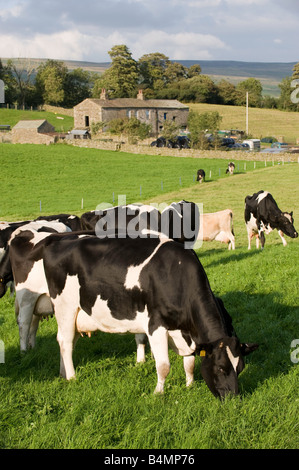 Molkerei Vieh hinter Elektrozaun auf einer Wiese Dales North Yorkshire England Stockfoto