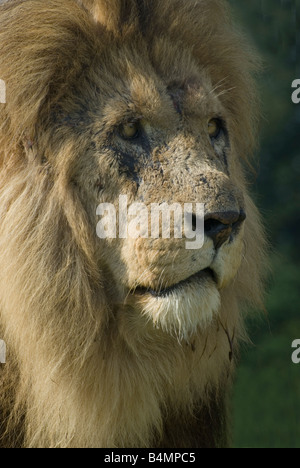 Afrikanischer Löwe, Woburn Safari Park, Bedfordshire, England Stockfoto