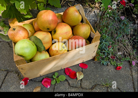 noch Stilllife Herbst Apfelernte Ernte Äpfel in einer Holzkiste Bühne sammeln Sammlung rot grün reichen Symbol Essen Frucht Stockfoto