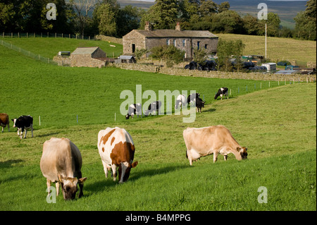 Molkerei Vieh hinter Elektrozaun auf einer Wiese Dales North Yorkshire England Stockfoto