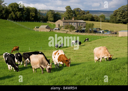 Molkerei Vieh hinter Elektrozaun auf einer Wiese Dales North Yorkshire England Stockfoto