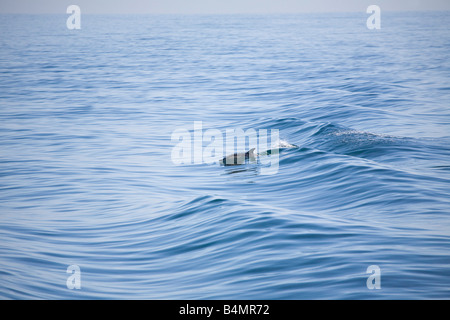 Gemeiner Delfin Delphinus Delphus vor der Küste von cornwall Stockfoto