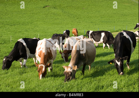 Molkerei Vieh hinter Elektrozaun auf einer Wiese Dales North Yorkshire England Stockfoto