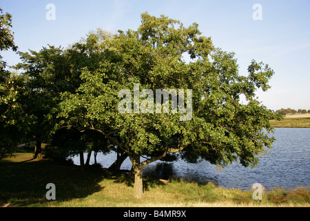 Schwarz-Erle, Europäische Erle oder gemeinsamen Erle Baum, Alnus Glutinosa, Betulaceae Stockfoto