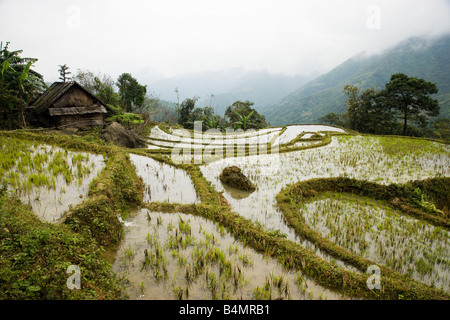 Reisterrassen, Lao Chai Dorf; Sapa, Vietnam Stockfoto