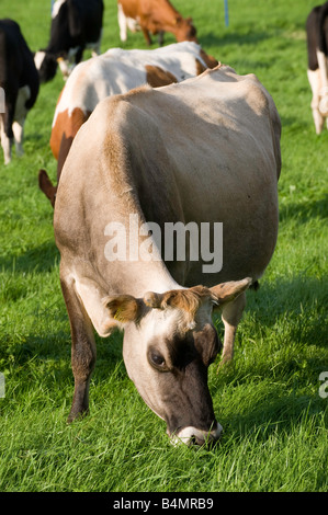 Molkerei Vieh hinter Elektrozaun auf einer Wiese Dales North Yorkshire England Stockfoto