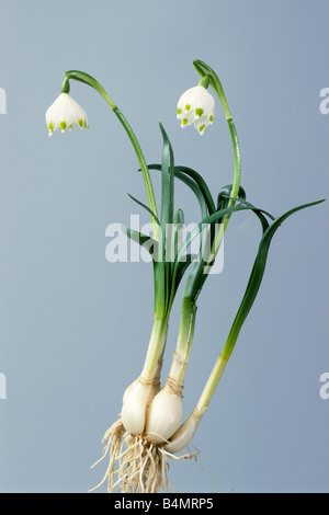 Schneeflocke (Leucojum Vernum), blühende Pflanzen mit Zwiebel und Wurzeln, Studio Bild Frühling Stockfoto