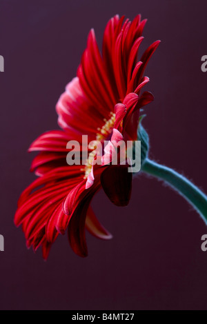 Tiefrote Gerbera auf lila Hintergrund Stockfoto