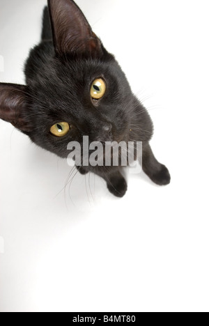Schwarze Katze steht auf einem weißen Hintergrund Stockfoto
