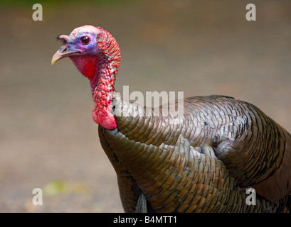 Wilder Truthahn in Hamden, Connecticut USA Stockfoto