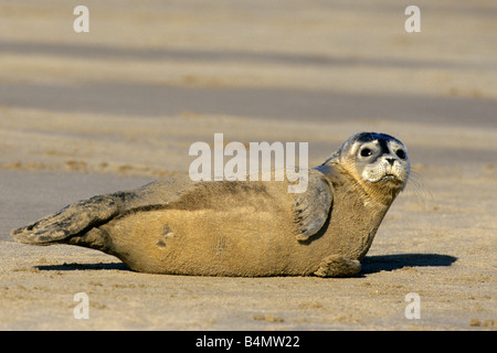 Seehunde (Phoca Vitulina), pup auf Sandbank Stockfoto