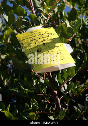 Tote Insekten auf gelben Insektenfalle im Baum Stockfoto