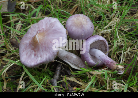 Lila Fibrecap - Inocybe Geophylla Var lilacina Stockfoto