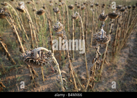 globale Erwärmung führt fehlgeschlagene pflanzliche Erzeugung im südlichen Bulgarien Sonnenblumen Stockfoto