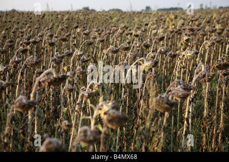 globale Erwärmung führt fehlgeschlagene Sonnenblumen Energiepflanzenproduktion in Südbulgarien Stockfoto