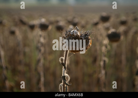 globale Erwärmung führt fehlgeschlagene Sonnenblumen Energiepflanzenproduktion in Südbulgarien Stockfoto