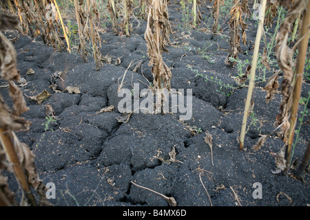 globale Erwärmung führt fehlgeschlagene Sonnenblumen Energiepflanzenproduktion in Südbulgarien Stockfoto