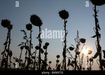 globale Erwärmung führt fehlgeschlagene Sonnenblumen Energiepflanzenproduktion in Südbulgarien Stockfoto