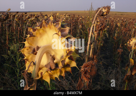 globale Erwärmung führt fehlgeschlagene Sonnenblumen Energiepflanzenproduktion in Südbulgarien Stockfoto