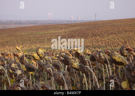 globale Erwärmung führt fehlgeschlagene Sonnenblumen Energiepflanzenproduktion in Südbulgarien Stockfoto