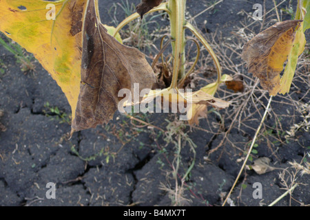 globale Erwärmung führt fehlgeschlagene Sonnenblumen Energiepflanzenproduktion in Südbulgarien Stockfoto