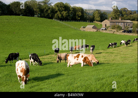 Molkerei Vieh hinter Elektrozaun auf einer Wiese Dales North Yorkshire England Stockfoto