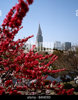 Seltene rote Kirschbaum in Shinjuku Gyōen Park mit dem NTT DoCoMo Yoyogi Gebäude im Hintergrund Stockfoto