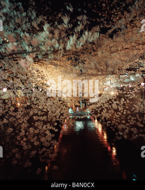 Kirschblütenbäume entlang des Flusses Meguro in der Nacht Stockfoto