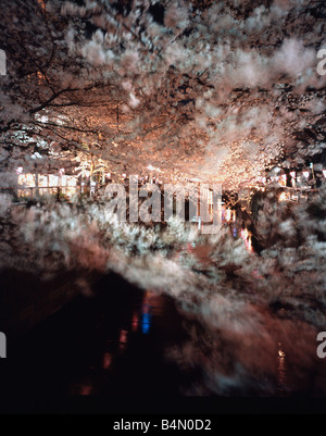 Kirschblütenbäume entlang des Flusses Meguro in der Nacht Stockfoto