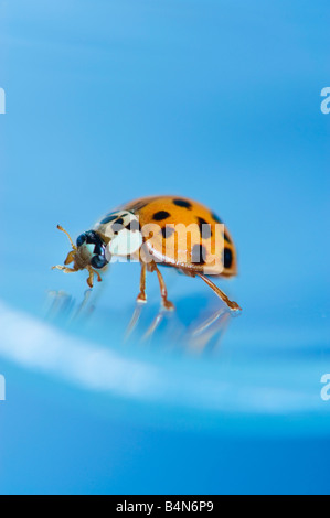 Marienkäfer Marienkäfer Ladybeetle Closeup nah auf blauem Hintergrund Klettern Klettern eine Klinge Stiel Stiel Korn Makro Makro Studio Stockfoto