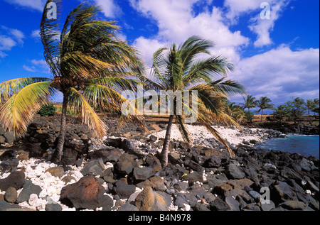 Kokos-Palmen am Strand von Koralle und Lava im Lapakahi Zustand historischer Park Kohala Küste The Big Island Hawaii Stockfoto