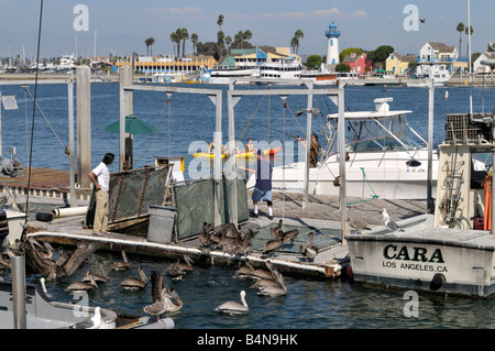 Brown Kalifornien Pelikane immer großzügig gefüttert in Marina del Rey, Los Angeles, Kalifornien Stockfoto