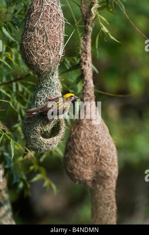 Ploceus Philippinus. Baya Weaver Vogel sitzend auf seinem Nest in der indischen Landschaft. Andhra Pradesh, Indien Stockfoto