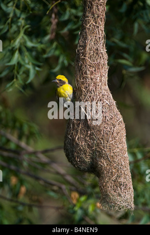 Ploceus Philippinus. Baya Weaver Vogel sitzend auf seinem Nest in der indischen Landschaft. Andhra Pradesh, Indien Stockfoto