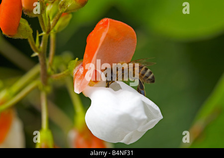 Honigbienen sammeln Pollen auf einer Blume Stangenbohnen Stockfoto