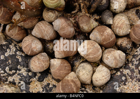 Gemeinsamen Strandschnecke Littorina bei Littorinidae am oberen Ufer bei Ebbe UK Stockfoto