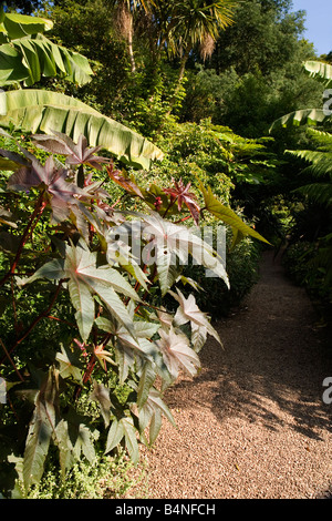 Rosemoor RHS Torrington Devon Garten Anzeige von Laub Stockfoto