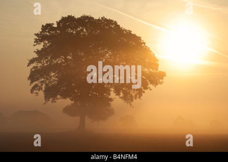 Ein Baum in der Norfolk-Landschaft mit der aufgehenden Sonne brennen durch den Morgennebel Stockfoto