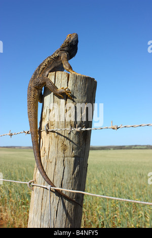 eine Halskrause Nacken Eidechse auf einen Posten in der Eyre-Halbinsel-region Stockfoto