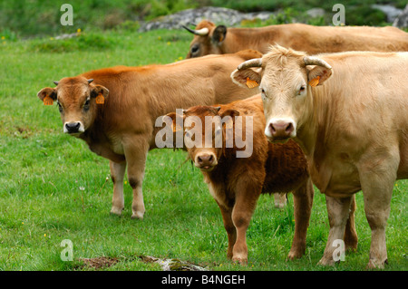 Aubrac-Mutterkuh mit Kälbern, Bull in den Rücken, Aubrac-Rasse Zucht Stockfoto