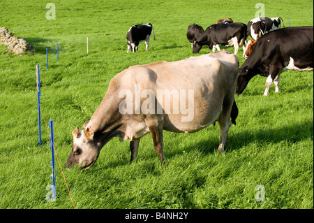 Molkerei Vieh hinter Elektrozaun North Yorkshire England Stockfoto